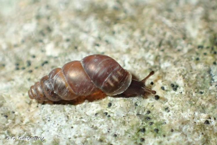 <i>Chondrina avenacea avenacea</i> (Bruguière, 1792) © O. Gargominy