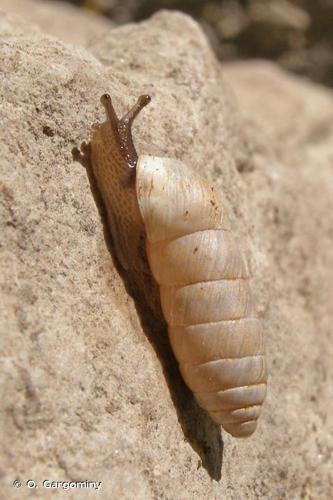 <i>Jaminia quadridens elongata</i> (Moquin-Tandon, 1856) © O. Gargominy