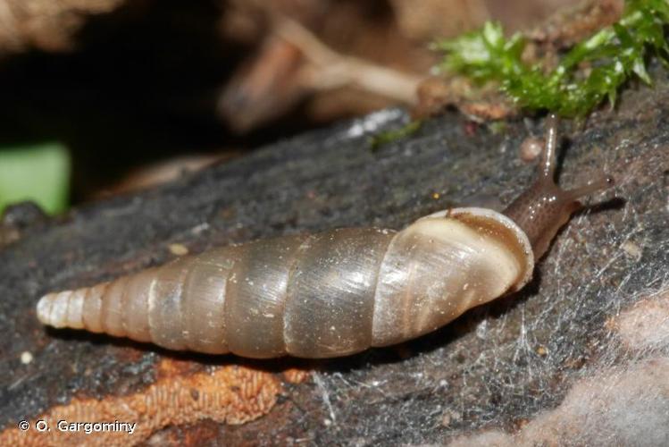 <i>Cochlodina fimbriata fimbriata</i> (Rossmässler, 1835) © O. Gargominy