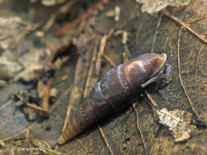 <i>Charpentieria itala punctata</i> (Michaud, 1831) © O. Gargominy