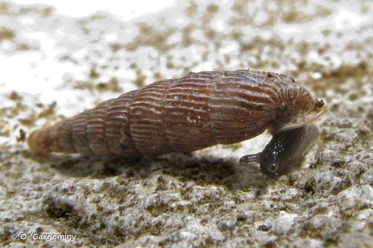 <i>Clausilia rugosa rugosa</i> (Draparnaud, 1801) © O. Gargominy