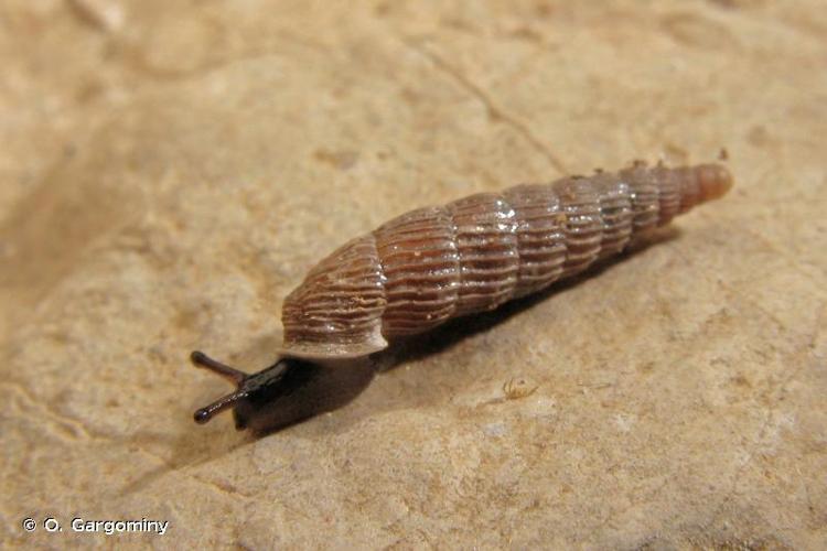 <i>Clausilia rugosa andusiensis</i> Coutagne, 1886 © O. Gargominy