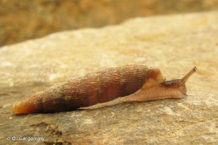 <i>Clausilia bidentata bidentata</i> (Strøm, 1765) © O. Gargominy