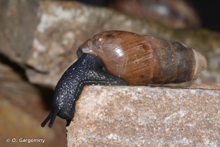 <i>Rumina decollata</i> (Linnaeus, 1758) © O. Gargominy