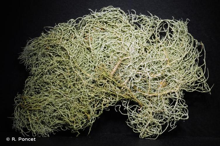 <i>Usnea glabrescens</i> (Nyl. ex Vain.) Vain., 1925 © R. Poncet