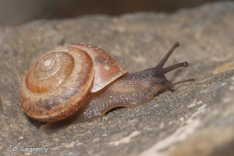 <i>Hygromia limbata limbata</i> (Draparnaud, 1805) © O. Gargominy