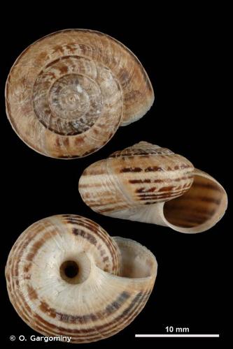 <i>Xerosecta cespitum</i> (Draparnaud, 1801) © O. Gargominy