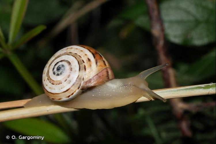 <i>Theba pisana pisana</i> (O.F. Müller, 1774) © O. Gargominy