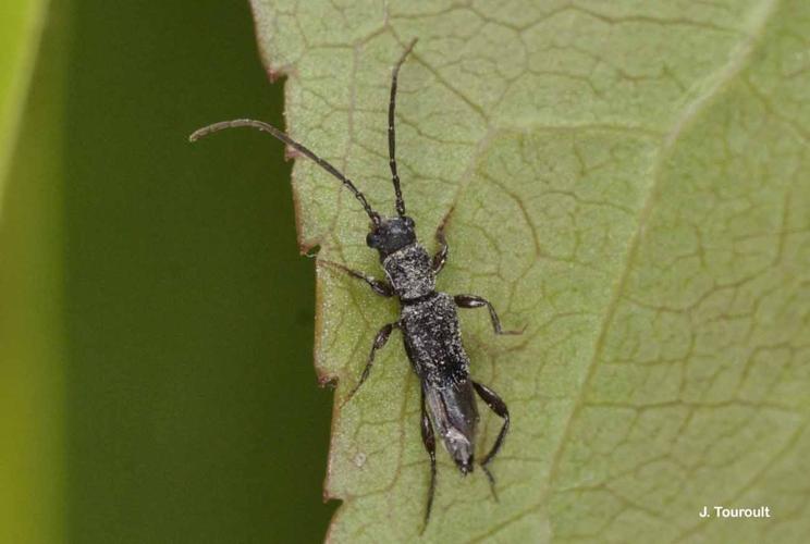 <i>Nathrius brevipennis</i> (Mulsant, 1839) © J. Touroult