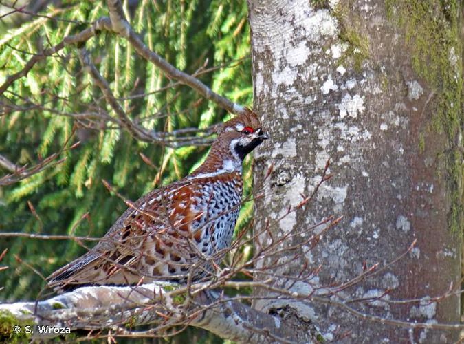 <i>Bonasa bonasia</i> (Linnaeus, 1758) © S. Wroza