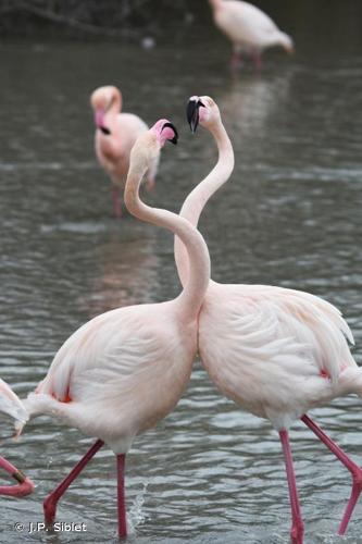 <i>Phoenicopterus roseus</i> Pallas, 1811 © J.P. Siblet