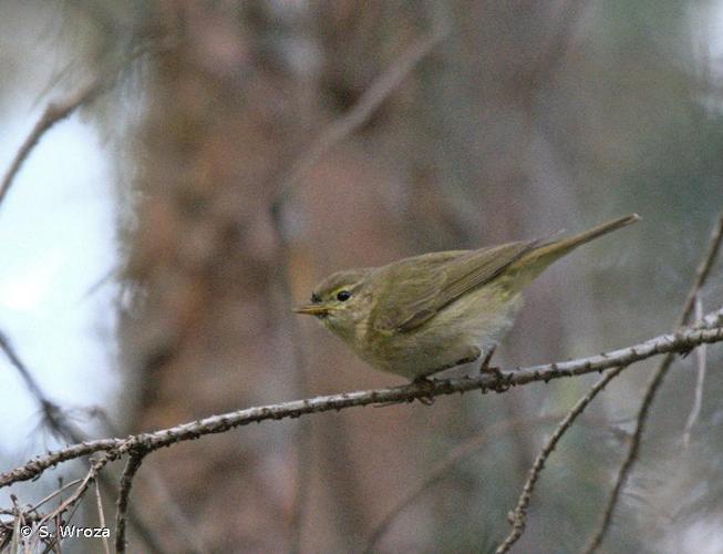 <i>Phylloscopus ibericus</i> Ticehurst, 1937 © S. Wroza