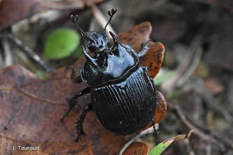 <i>Typhaeus typhoeus</i> (Linnaeus, 1758) © J. Touroult