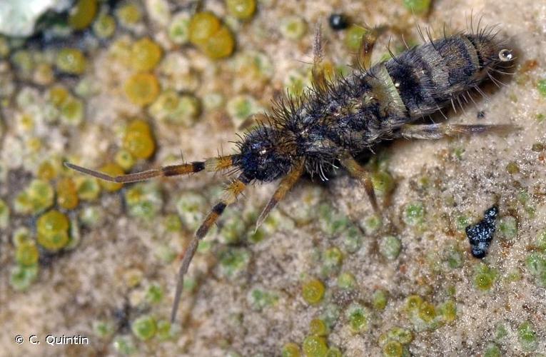 <i>Orchesella cincta</i> (Linnaeus, 1758) © C. Quintin