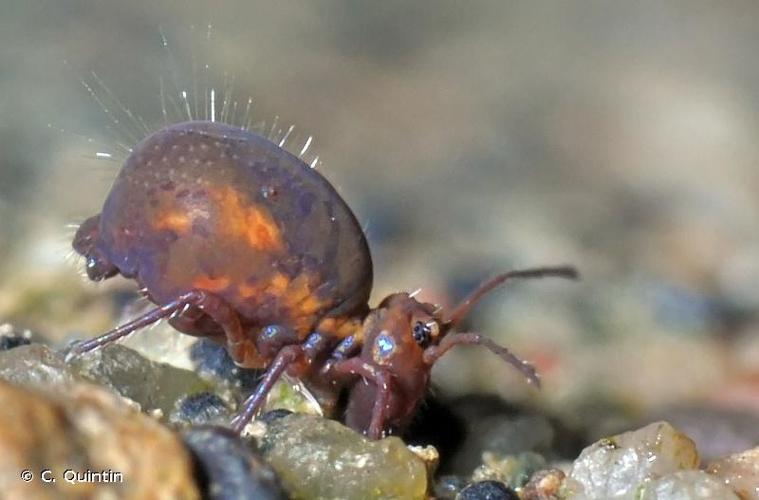 <i>Dicyrtoma fusca</i> (Lubbock, 1873) © C. Quintin