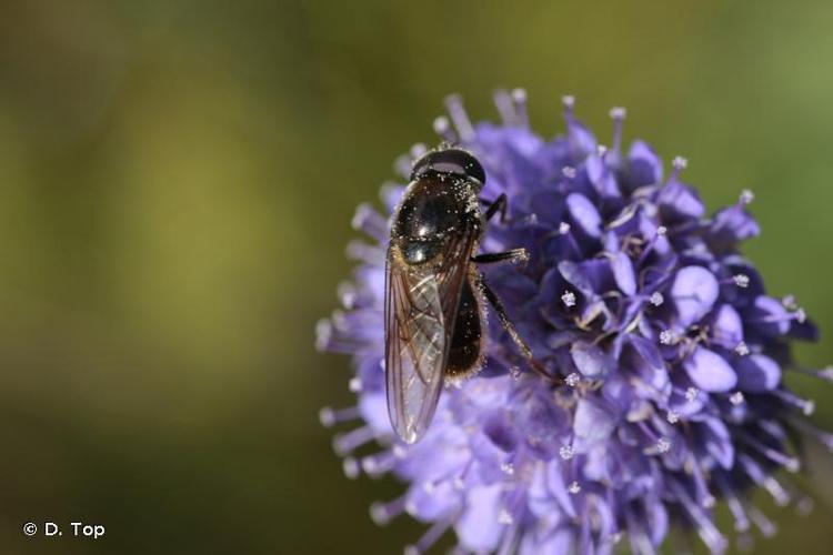 <i>Cheilosia himantopa</i> (Panzer, 1798) © D. Top