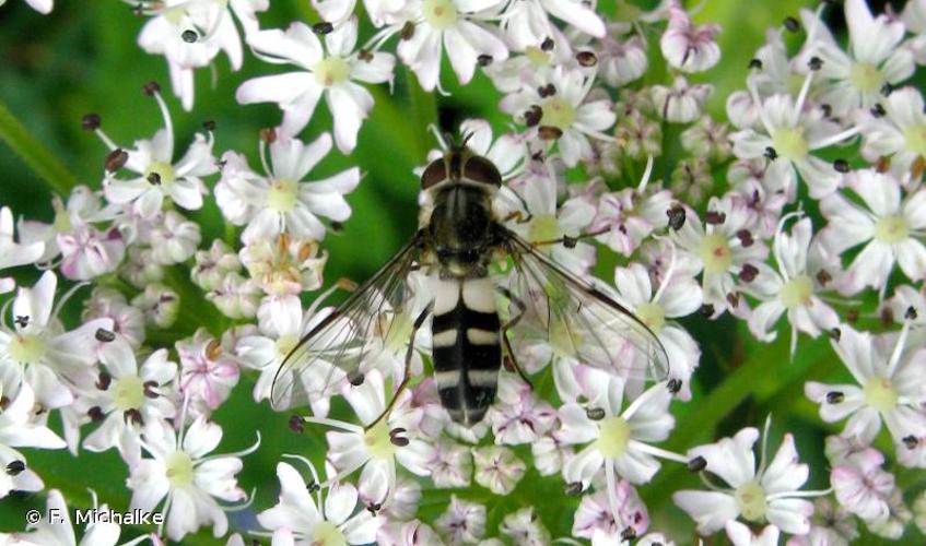 <i>Leucozona laternaria</i> (Müller, 1776) © F. Michalke