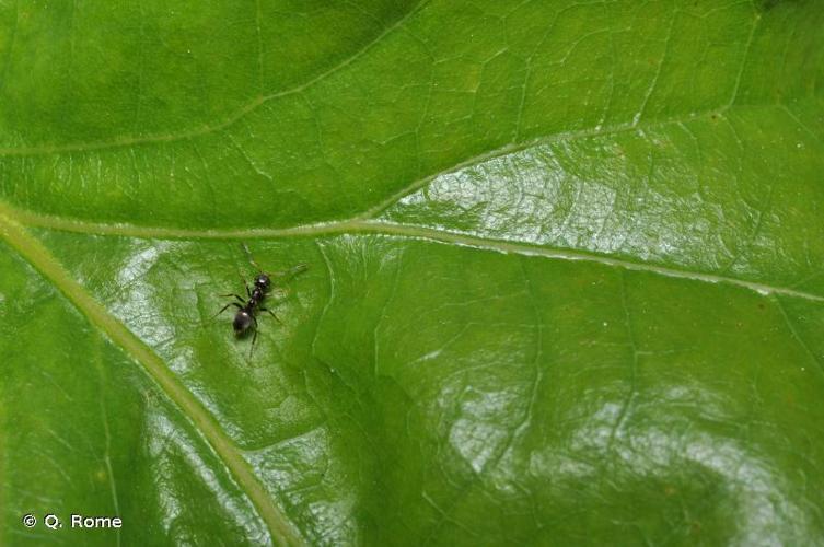 <i>Lasius platythorax</i> Seifert, 1991 © Q. Rome