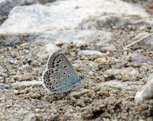 <i>Polyommatus escheri</i> (Hübner, 1823) © S. Wroza