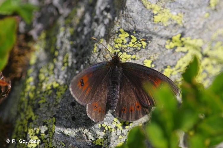 <i>Erebia arvernensis</i> Oberthür, 1908 © P. Gourdain