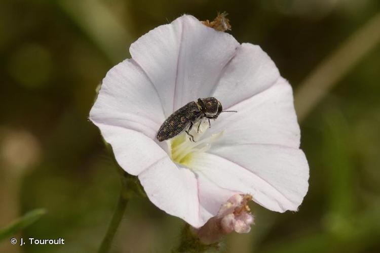 <i>Acmaeoderella adspersula</i> (Illiger, 1803) © J. Touroult