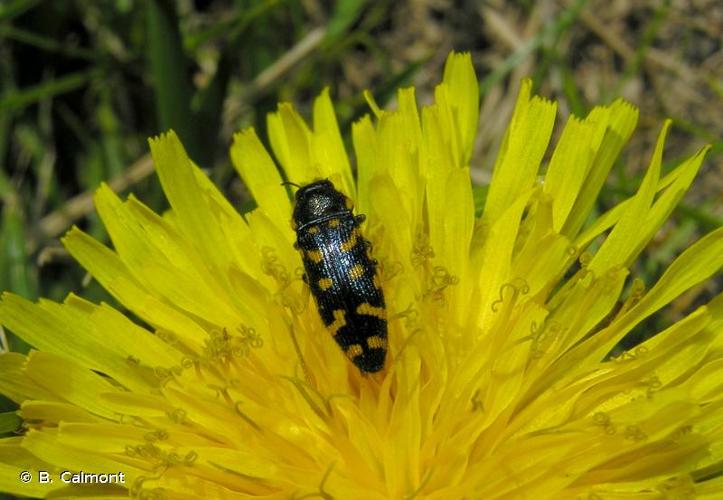 <i>Acmaeodera quadrifasciata</i> (Rossi, 1790) © B. Calmont