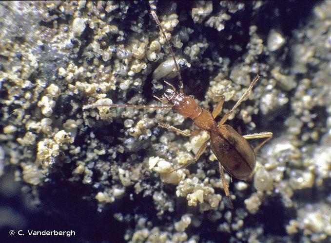 <i>Trichaphaenops obesus</i> (Abeille de Perrin, 1886) © C. Vanderbergh