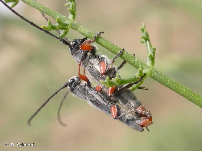 <i>Phytoecia rufipes</i> (Olivier, 1795) © B. Calmont