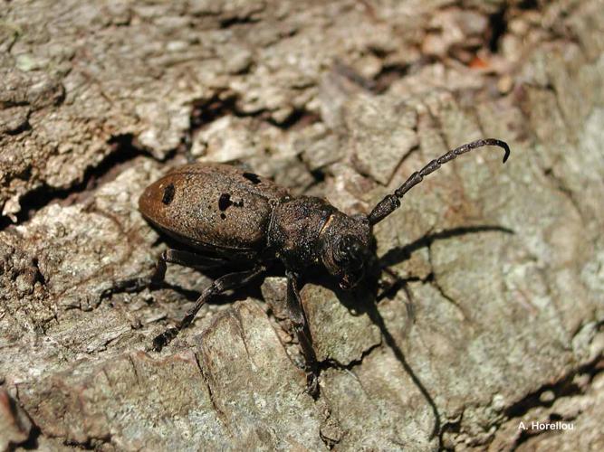 <i>Herophila tristis</i> (Linnaeus, 1767) © A. Horellou