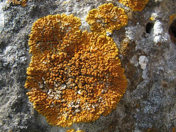 <i>Xanthoria elegans</i> (Link) Th.Fr., 1860 © H. Tinguy