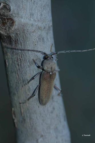 <i>Hesperophanes sericeus</i> (Fabricius, 1787) © J. Touroult