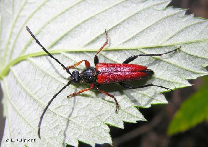 <i>Stictoleptura erythroptera</i> (Hagenbach, 1822) © B. Calmont