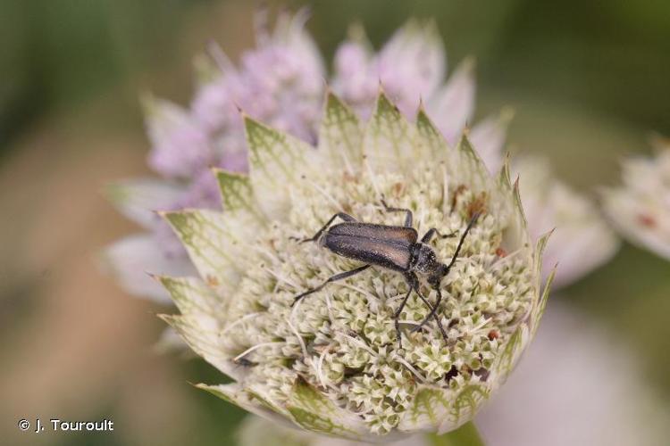 <i>Acmaeops pratensis</i> (Laicharting, 1784) © J. Touroult