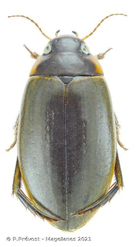 <i>Colymbetes fuscus</i> (Linnaeus, 1758) © P.Prévost - Magellanes 2021
