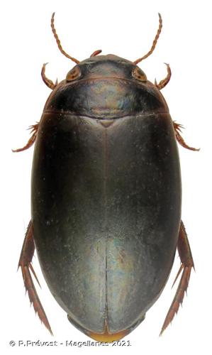 <i>Ilybius montanus</i> (Stephens, 1828) © P.Prévost - Magellanes 2021