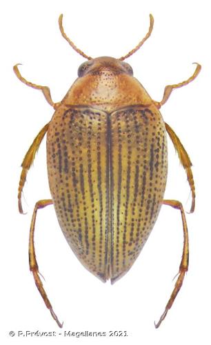 <i>Haliplus immaculatus</i> Gerhardt, 1877 © P.Prévost - Magellanes 2021