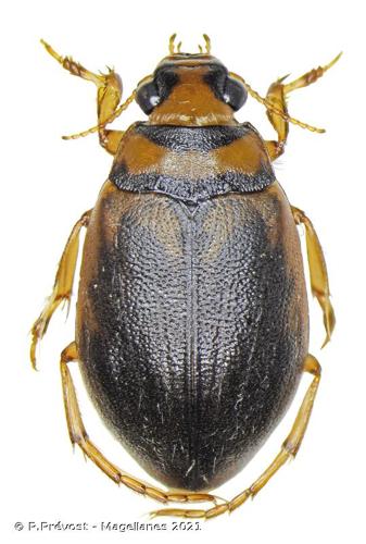 <i>Hygrobia hermanni</i> (Fabricius, 1775) © P.Prévost - Magellanes 2021