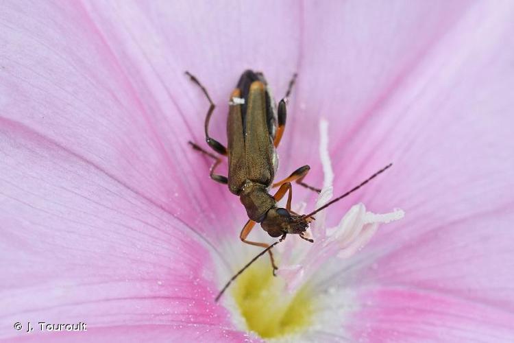 <i>Oedemera barbara</i> (Fabricius, 1792) © J. Touroult