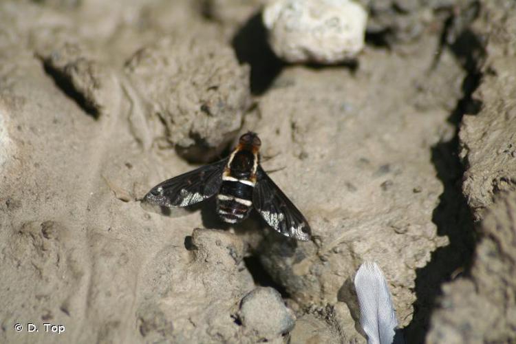 <i>Hemipenthes maura</i> (Linnaeus, 1758) © D. Top