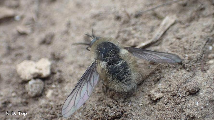 <i>Bombylius venosus</i> Mikan, 1796 © D. Top