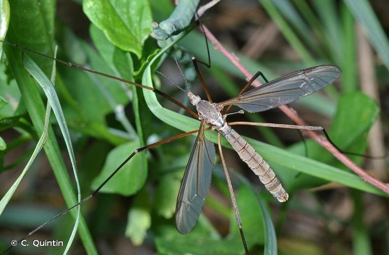 <i>Tipula paludosa</i> Meigen, 1830 © C. Quintin