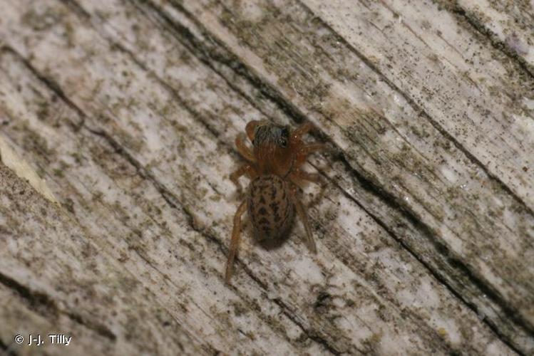 <i>Euophrys frontalis</i> (Walckenaer, 1802) © J-J. Tilly