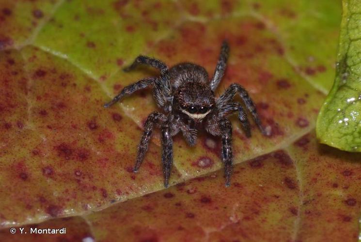 <i>Euophrys rufibarbis</i> (Simon, 1869) © Y. Montardi