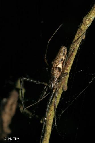 <i>Tetragnatha nigrita</i> Lendl, 1886 © J-J. Tilly