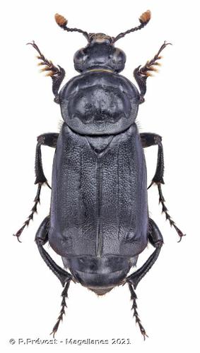 <i>Nicrophorus humator</i> (Gleditsch, 1767) © P.Prévost - Magellanes 2021