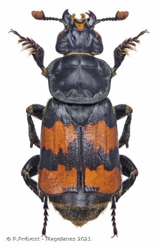 <i>Nicrophorus interruptus</i> Stephens, 1830 © P.Prévost - Magellanes 2021