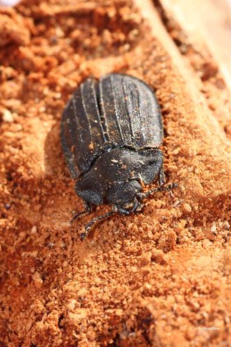 <i>Peltis grossa</i> (Linnaeus, 1758) © A. Horellou