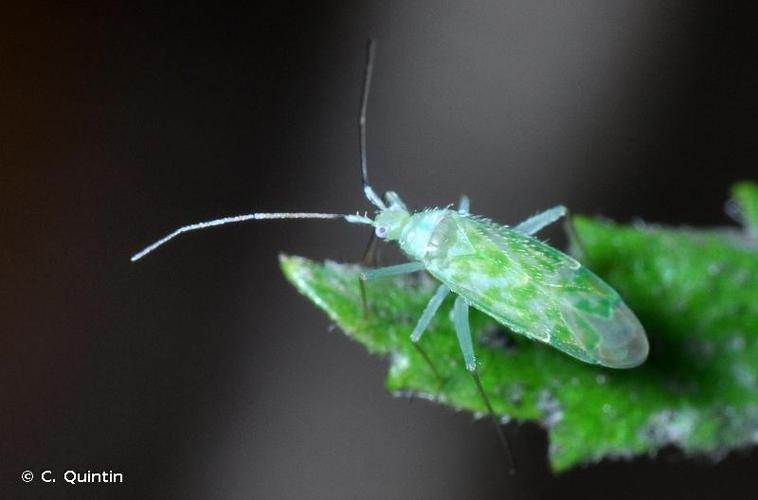 <i>Malacocoris chlorizans</i> (Panzer, 1794) © C. Quintin