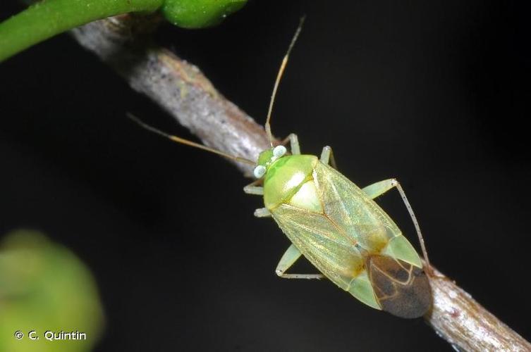 <i>Neolygus contaminatus</i> (Fallén, 1807) © C. Quintin