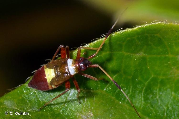 <i>Closterotomus biclavatus</i> (Herrich-Schäffer, 1835) © C. Quintin